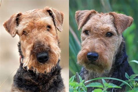 Welsh Terrier vs Airedale Terrier: Uncovering the Distinctive Traits of Two Noble Breeds