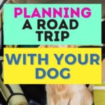 Road Trip with Dogs: The Ultimate Guide to Planning an Unforgettable Adventure