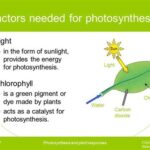 The Vibrant Symphony of Pigments: Unveiling their Orchestral Role in Photosynthesis