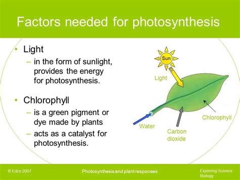 The Vibrant Symphony of Pigments: Unveiling their Orchestral Role in Photosynthesis