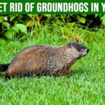 Are Groundhogs Bad for Your Yard? Tips and Tricks for Managing Groundhogs Conclusion