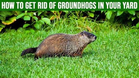 Are Groundhogs Bad for Your Yard? Tips and Tricks for Managing Groundhogs Conclusion