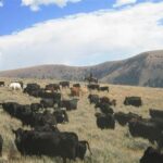 Idaho Cattle Association: Advancing the Cattle Industry of the Gem State Common Mistakes to Avoid Tips and Tricks Why It Matters Conclusion