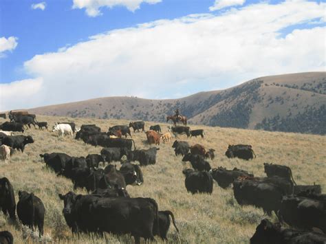 Idaho Cattle Association: Advancing the Cattle Industry of the Gem State Common Mistakes to Avoid Tips and Tricks Why It Matters Conclusion