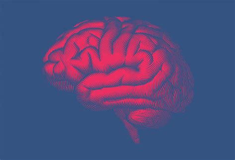 Neuroscience Major at UCLA: A Gateway to the Human Mind