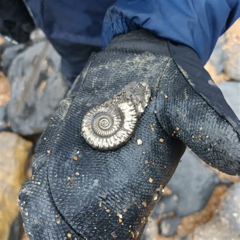 The Fossils in Our Past: A Witness to Life’s Epic Journey