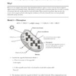 Photosynthesis POGIL Answer Key