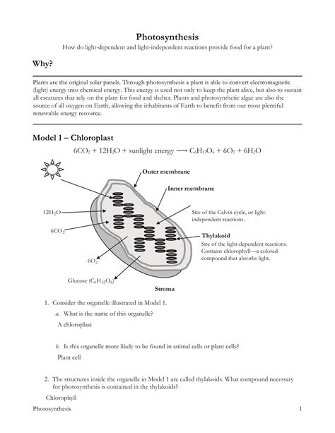 Photosynthesis POGIL Answer Key