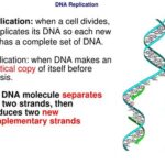 Before a Cell Divides, It Duplicates Its DNA