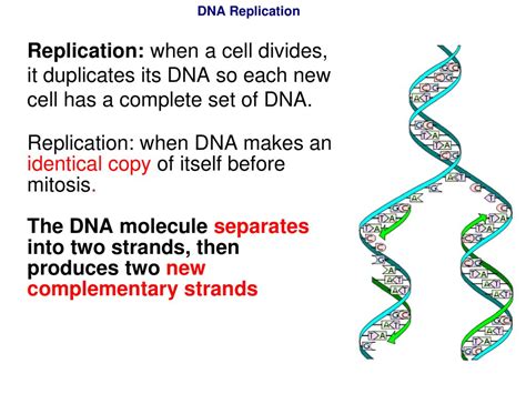 Before a Cell Divides, It Duplicates Its DNA