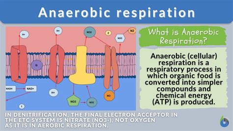 Under Anaerobic Conditions, What Happens to Pyruvate? The Role of Lactate Fermentation in Exercise The Benefits of Lactate Fermentation The Risks of Lactate Fermentation How to Avoid the Risks of Lactate Fermentation Conclusion