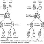 Inherits Classes MCQ AP Classroom: Master Inheritance Concepts