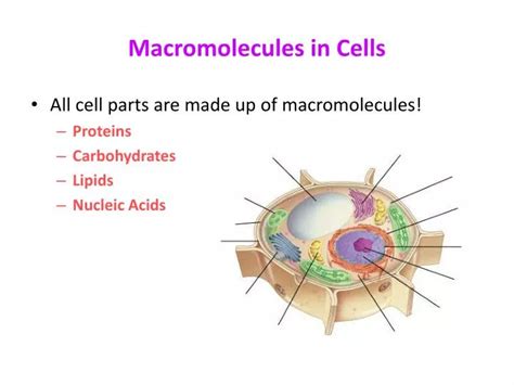 What Macromolecules Are Involved in Cell Wall?