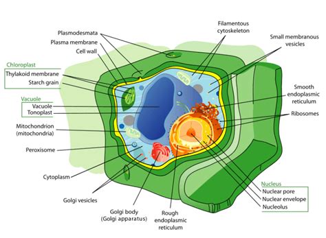 Nitroblast: The Membrane-Bound Organelle Reshaping Cellular Energy Metabolism