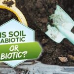 Is Soil Abiotic or Biotic?