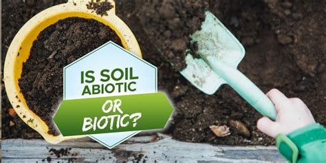 Is Soil Abiotic or Biotic?