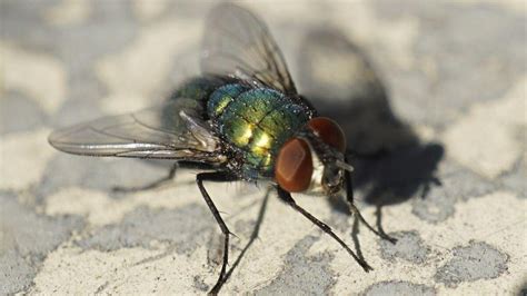 Can a Fly Smell?