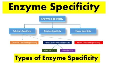 Enzyme-Substrate Specificity: The Key to Unlocking Fruit’s Nutritional Potential