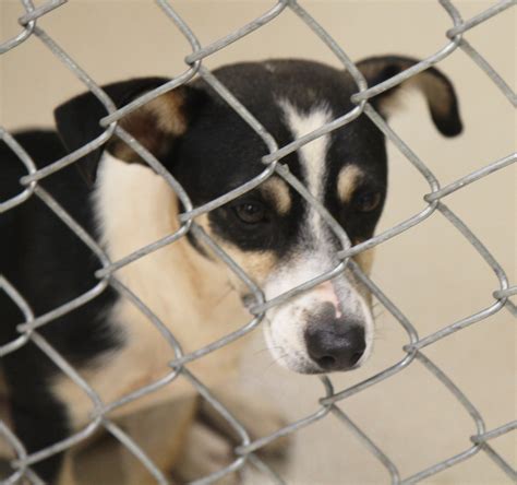 Newton County Animal Shelter, GA: A Haven for Abandoned Pets