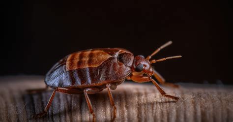 My Friend Has Bed Bugs and Sat in My Car: A Comprehensive Guide to Prevention and Treatment