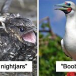 Weird Bird Names That Sound Like a Joke But Are Real