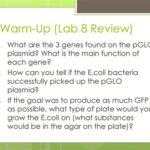 Can You Use PGLO to Observe Functions of E. coli?