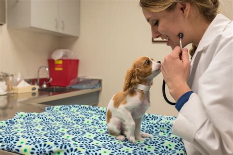 Are Veterinarians Medical Doctors?