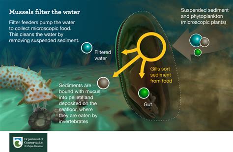 Are Mussels Able to Filter Solids? How Do Mussels Filter Solids? Benefits of Mussel Filtration Applications of Mussel Filtration Conclusion FAQs