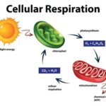 Bio-102A Session 2 Discussion: Uncovering the Secrets of Cellular Respiration