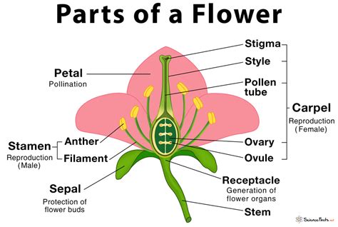Select All of the Following Which Describes Permanent Flowers