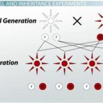 True Breeding Genetics: Unraveling the Secrets of Inherited Traits