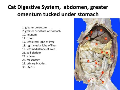 Cat Cecum: Delving into Feline Anatomy
