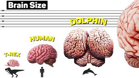 What’s the Average Size of a Human Brain?