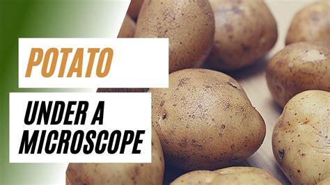 Potatoes Under the Microscope: Uncovering a World of Hidden Potential