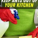 How to Keep Ants Out of Your Room: A Comprehensive Guide Natural Ant Repellents: Commercial Ant Traps: Conclusion