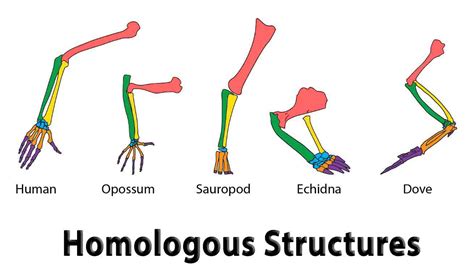 Which of the Following Represents a Pair of Homologous Structures? Table 1: Examples of Homologous Structures Table 2: Homologous Structures in Humans and Other Animals Table 3: Homologous Structures in Plants Table 4: Homologous Structures in Fungi Applications of Homologous Structures Conclusion