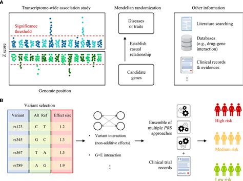 Myo Match: Decoding the Genetic Interface to Human Muscles