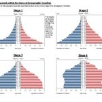 Population Pyramid: A Comprehensive Definition in AP Human Geography