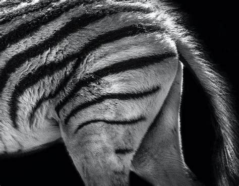 Samson Zebra Garner: The Powerhouse of Animal Magnetism The Power of Animal Magnetism: Harnessing Nature’s Wisdom Embracing Animal Magnetism: A Path to Personal Growth Table 1: The Power of Animal-Assisted Therapies Table 2: Health Benefits of Pet Companionship Table 3: Qualities of Different Animals Table 4: Common Mistakes to Avoid in Animal-Assisted Therapies Conclusion
