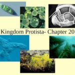 Why is the Protist Kingdom the Most Diverse Kingdom? Types of Protists Applications of Protist Diversity Tips and Tricks Pros and Cons FAQs