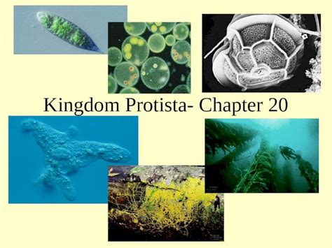 Why is the Protist Kingdom the Most Diverse Kingdom? Types of Protists Applications of Protist Diversity Tips and Tricks Pros and Cons FAQs