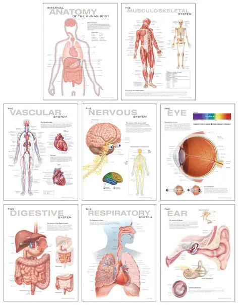 Is Anatomy Hard: A Comprehensive Guide to Understanding the Human Body