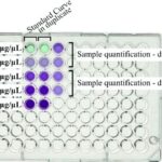 BCA Tables Chemistry: Unraveling the Secrets of Protein Quantification