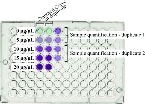 BCA Tables Chemistry: Unraveling the Secrets of Protein Quantification