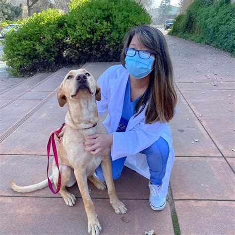 UC Davis Vet School: Get Accepted with a Competitive Application