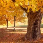 What Do Trees Do in Autumn?