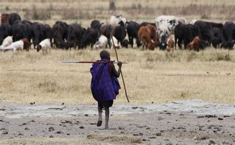 Livestock Ranching: Definition and Significance in AP Human Geography