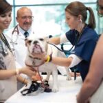 Best Vet Schools in Georgia