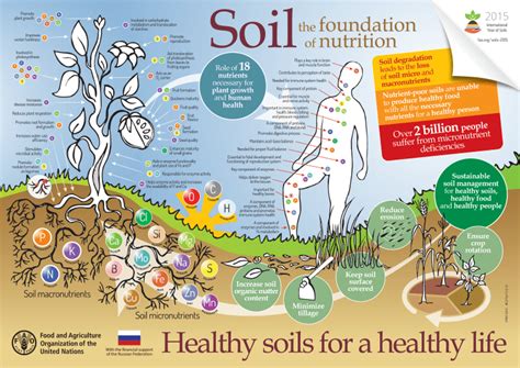 Soil: The Unseen Foundation of Our World