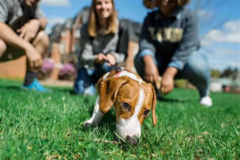 Universities That Allow Pets: A Haven for Students and Their Furry Friends